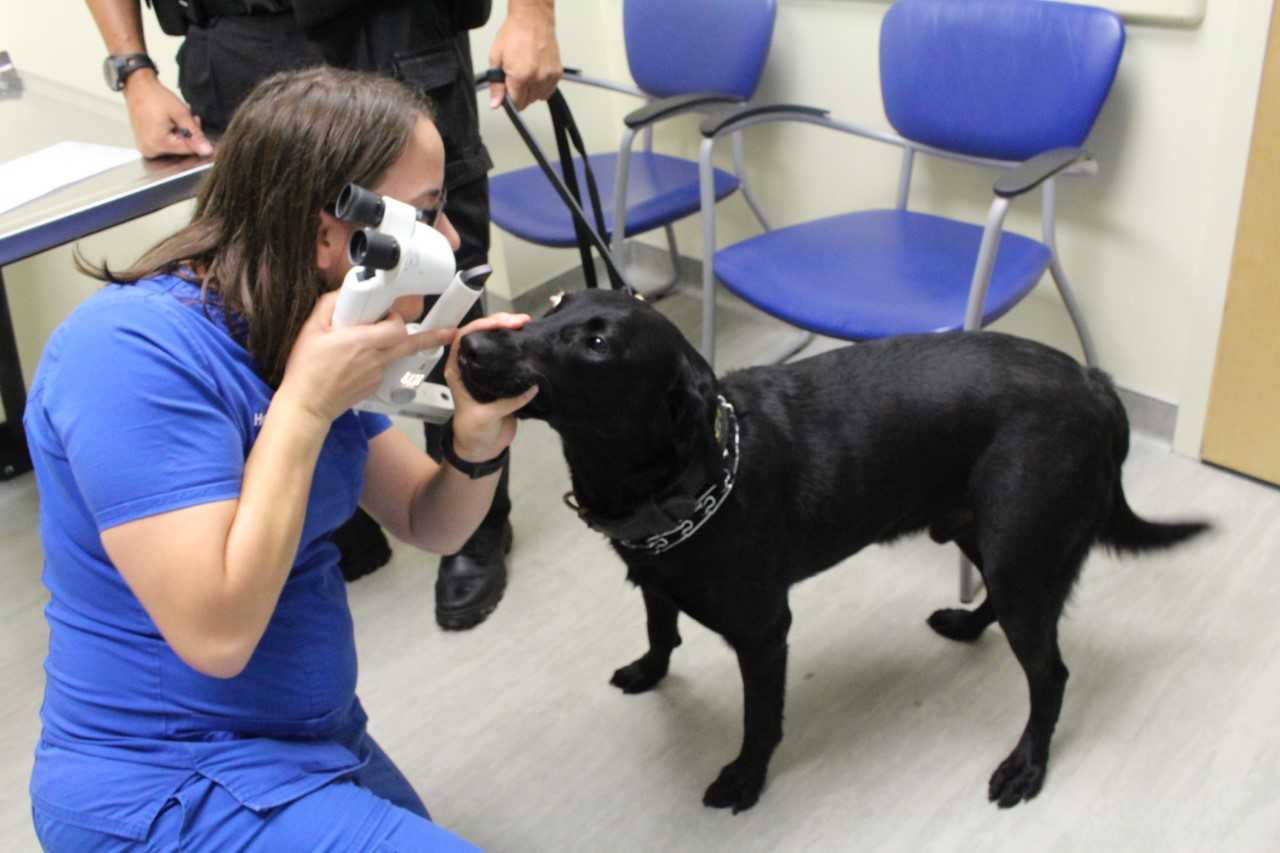 UF Small Animal Hospital offering free eye, heart screenings for